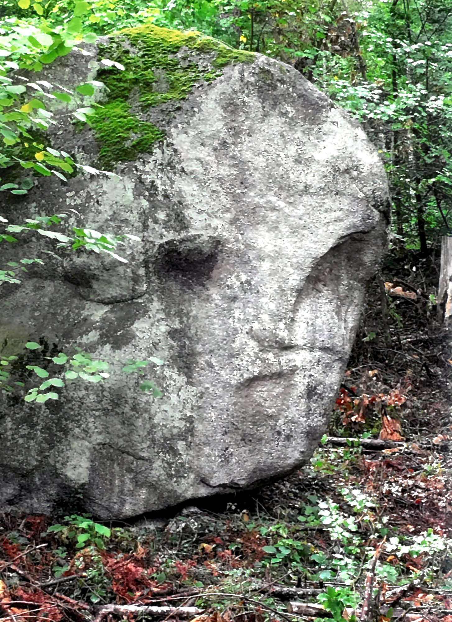 Etrange rencontre dans la forêt de Pierre-à-Bot.