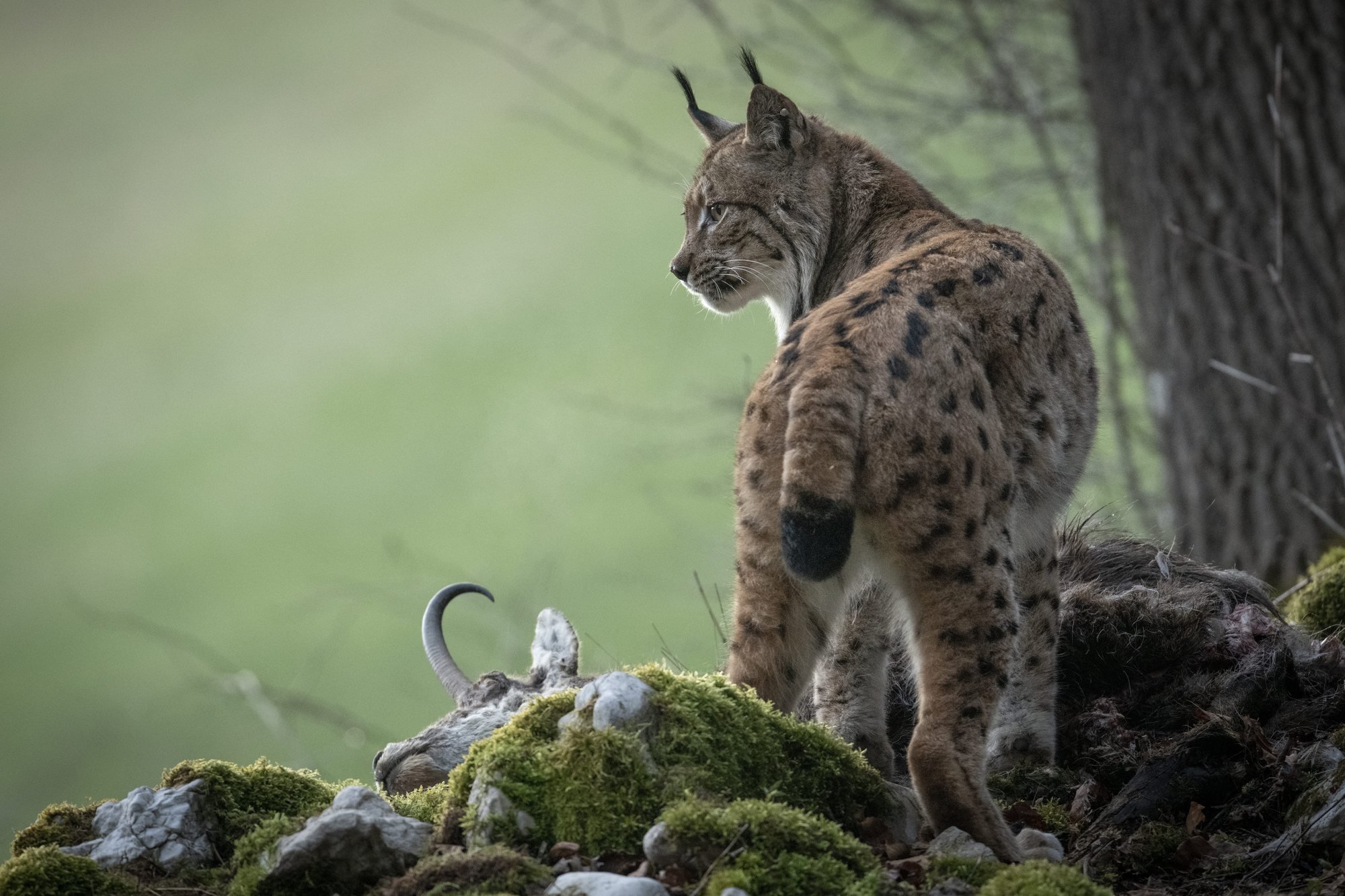 Le lynx et sa proie: l'une des images fortes du nouveau livre de Neil Villard.