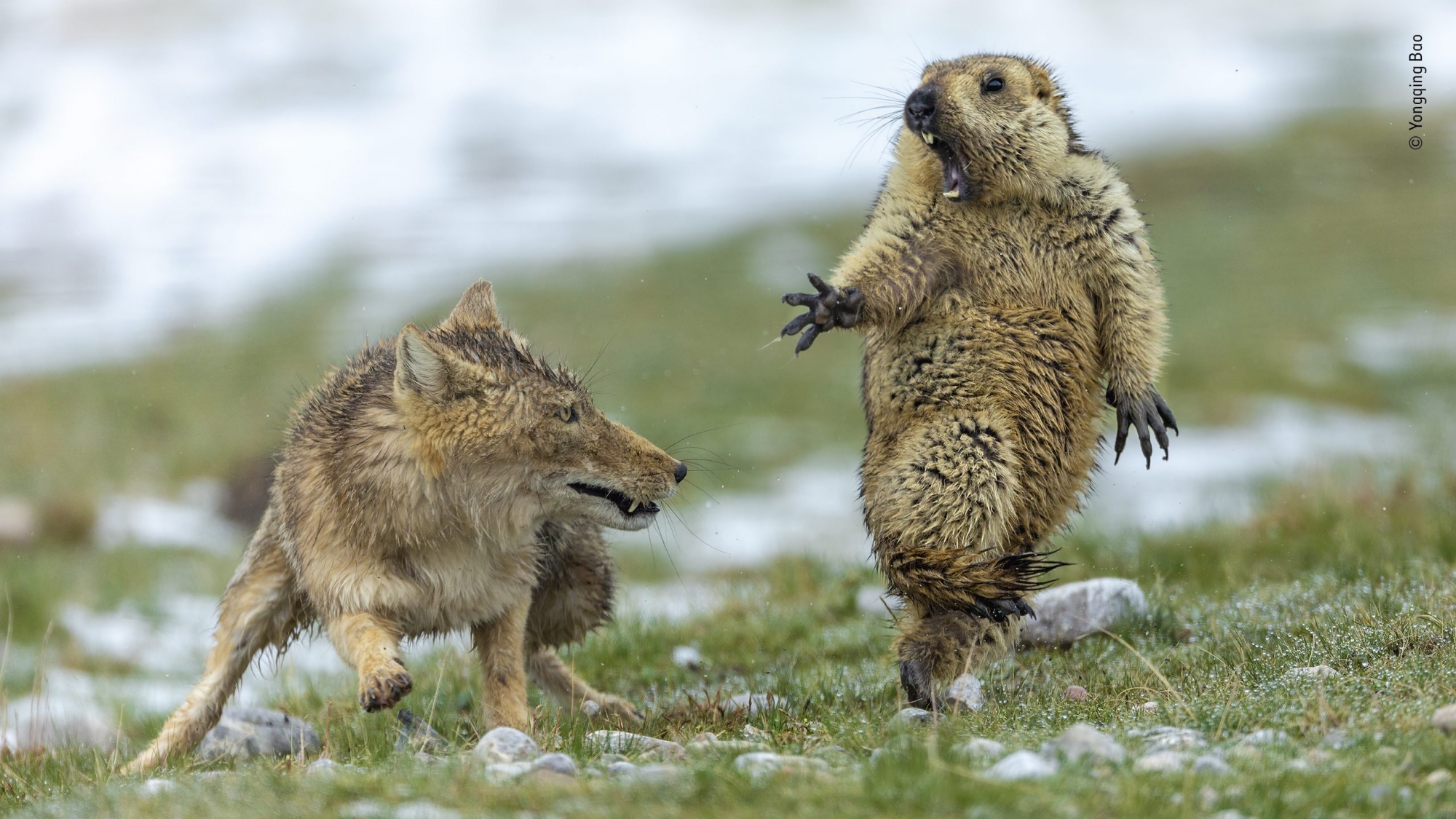 Une marmotte de l'Himalaya venant de sortir de son hibernation se retrouve face à une renarde tibétaine et ses trois petits affamés. Cette image est la grande gagnante du concours.