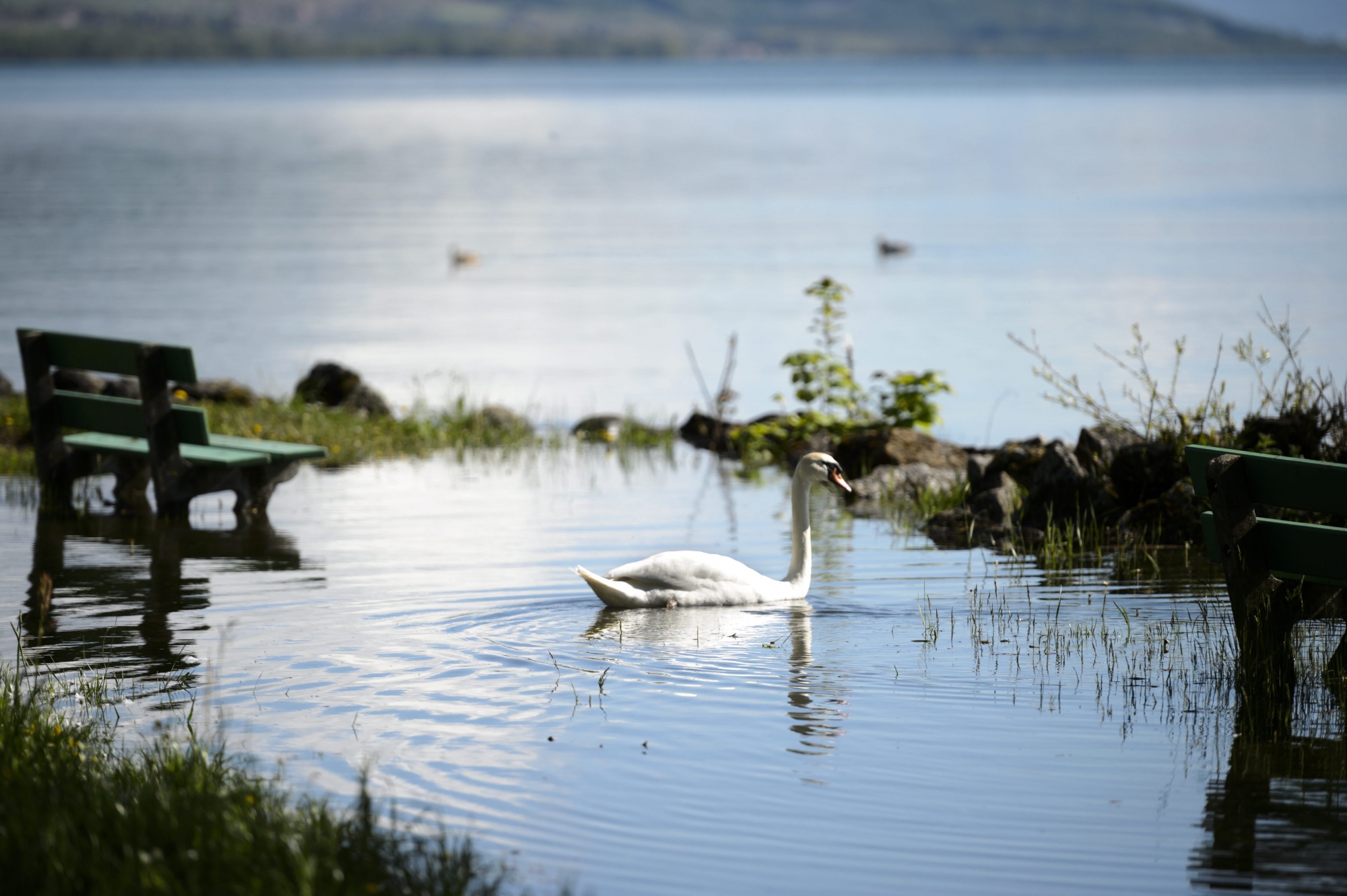 Trois policiers ont raccompagné le cygne vers son habitat naturel.