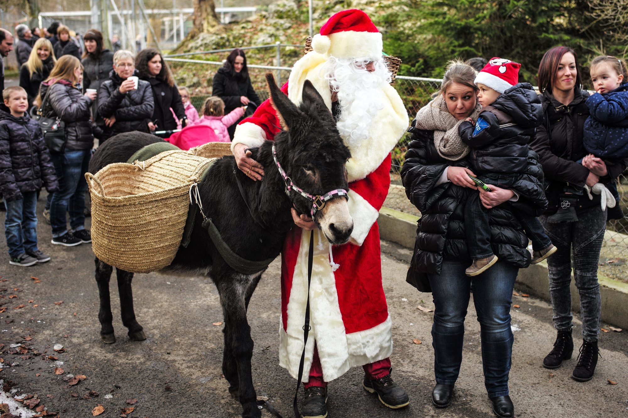 Le père Noël et son âne seront de la partie dimanche au Bois du Petit-Château.