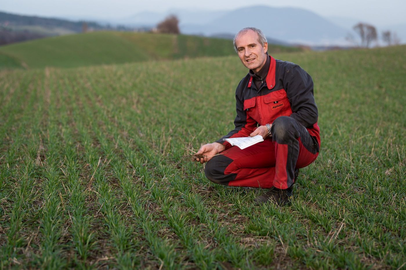 Gilles-Henri Porret dans son champ de blé, à Fresens, avec de la luzerne séchée au glyphosate.