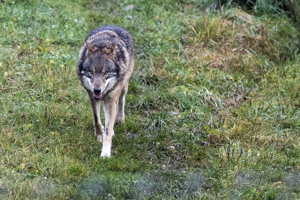 Une trentaine de loups vivent actuellement dans le canton des Grisons. (illustration)