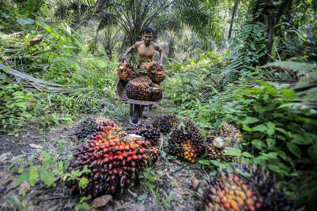 L'impact environnemental et social de la production d'huile de palme a été au centre des débats.