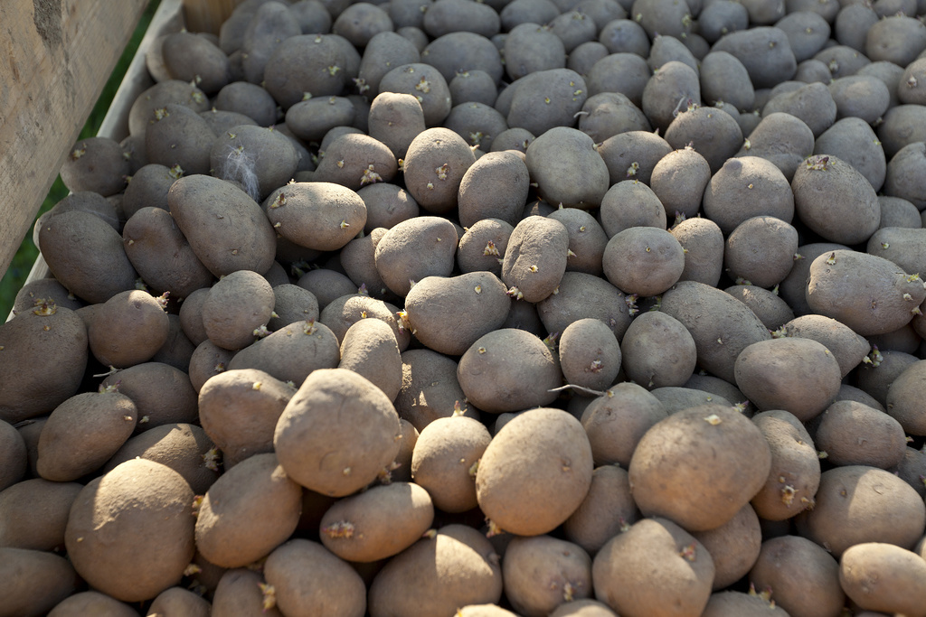 Le chlorpropham, substance la plus utilisée dans la culture des pommes de terre pour les empêcher de germer dans les supermarchés, est toxique pour la santé.