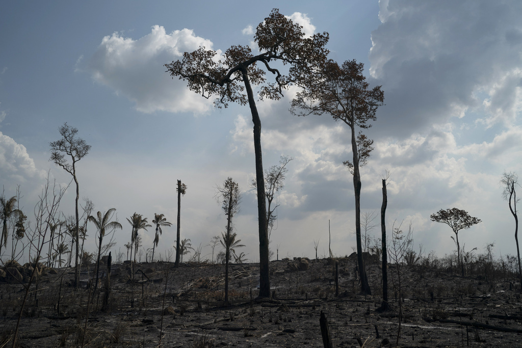 En 2019, des incendies de forêt ont choqué le monde entier. (Archives)