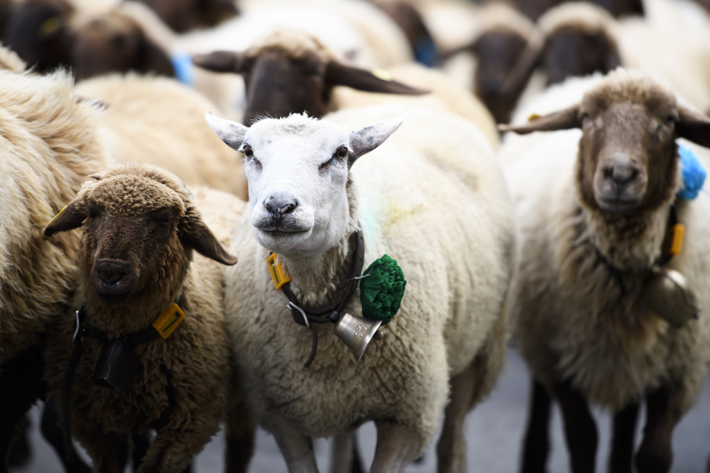 Les animaux ont été évacués et mis en garde chez un agriculteur de la région.