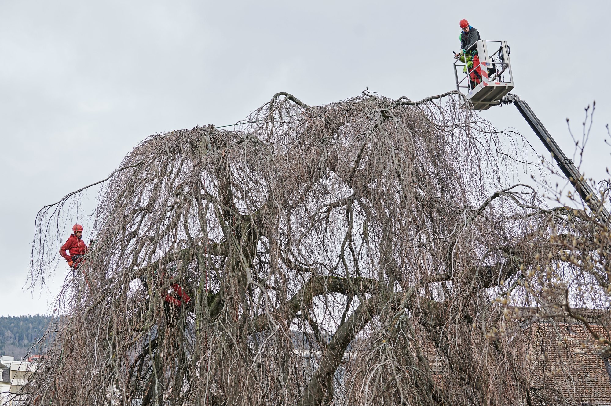 Les arboristes-grimpeurs au travail sur un hêtre pleureur, à côté du casino de Neuchâtel.