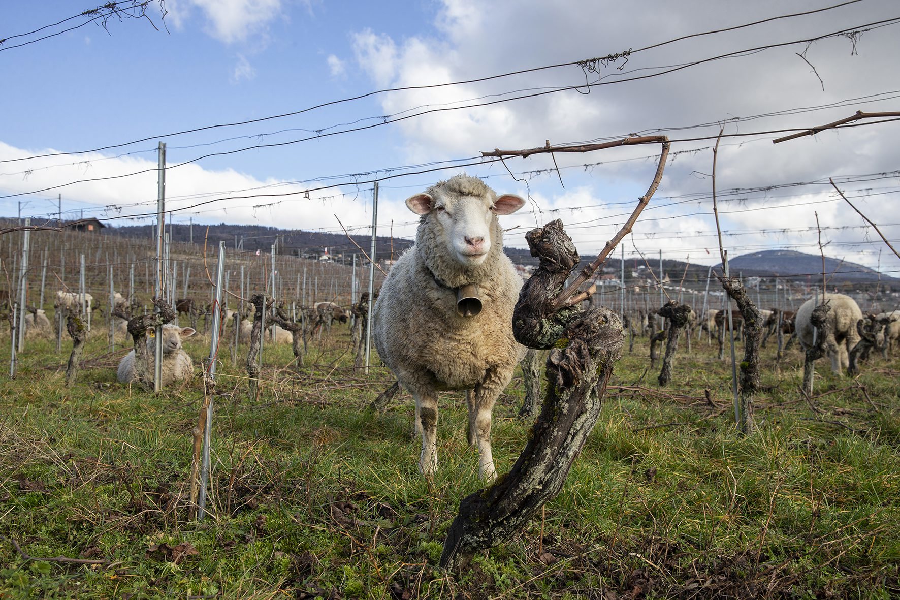 Un mouton et un cep dans une vigne de Colombier.