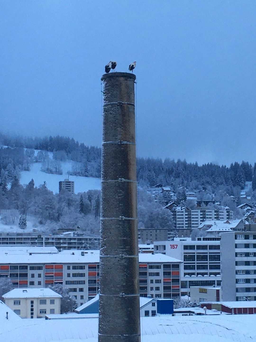 Nicolas Déhon nous a fait parvenir un cliché montrant trois cigognes sur la cheminée des anciens abattoirs à La Chaux-de-Fonds ce mercredi 5 février.