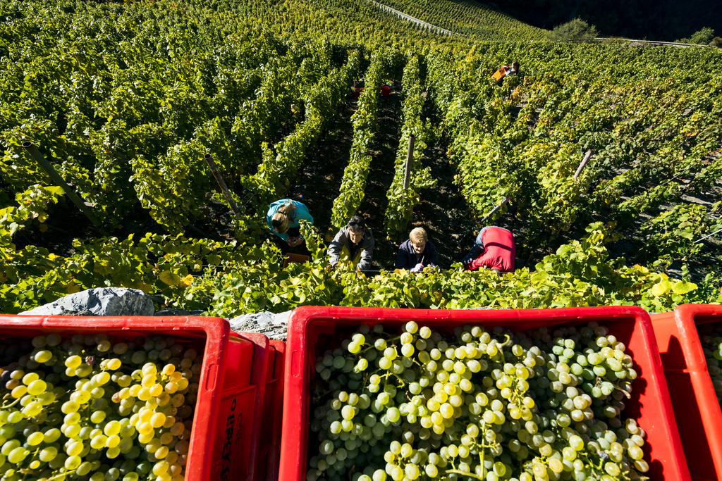 La quantité de raisins était moindre en raison des conditions climatiques.