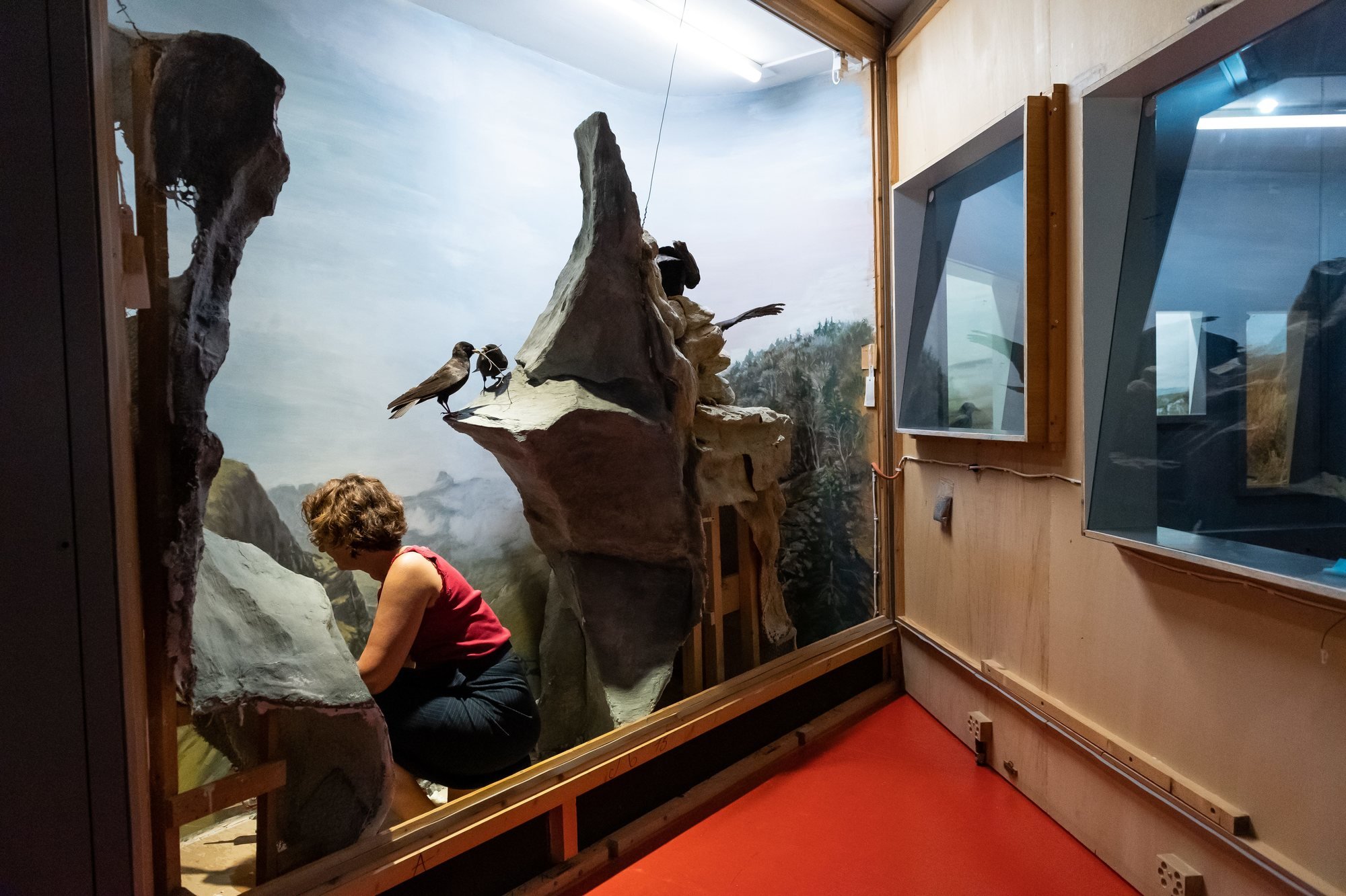 Les fameux dioramas du Muséum d'histoire naturelle de Neuchâtel sont prêts pour la réouverture.