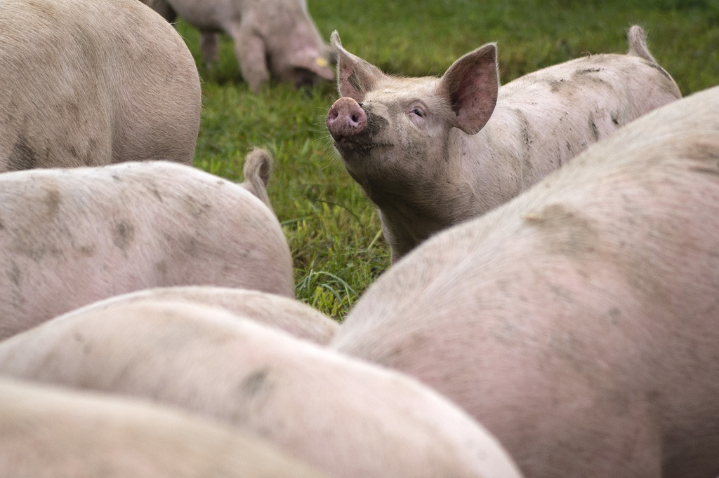 Le porc euthanasié il y a dix jours au Val-de-Ruz avait été importé illégalement d'Espagne (photo d'illustration).