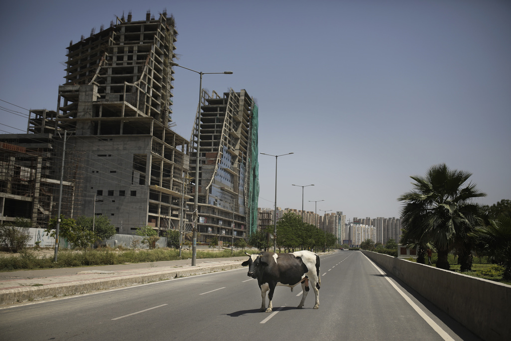 A défaut des hommes, ce sont les animaux qui s'approprient les rues de l'Inde, à l'instar de cette vache à New Delhi.