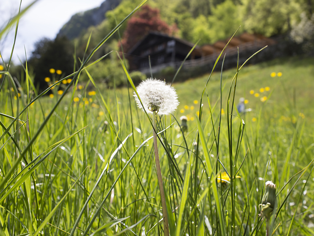 Environ 1,2 million de personnes sont allergiques aux pollens de graminées en Suisse (image psymbolique).