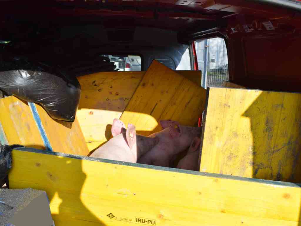 Les policiers ont découvert trois cochons à l'intérieur de la camionnette surchargée.