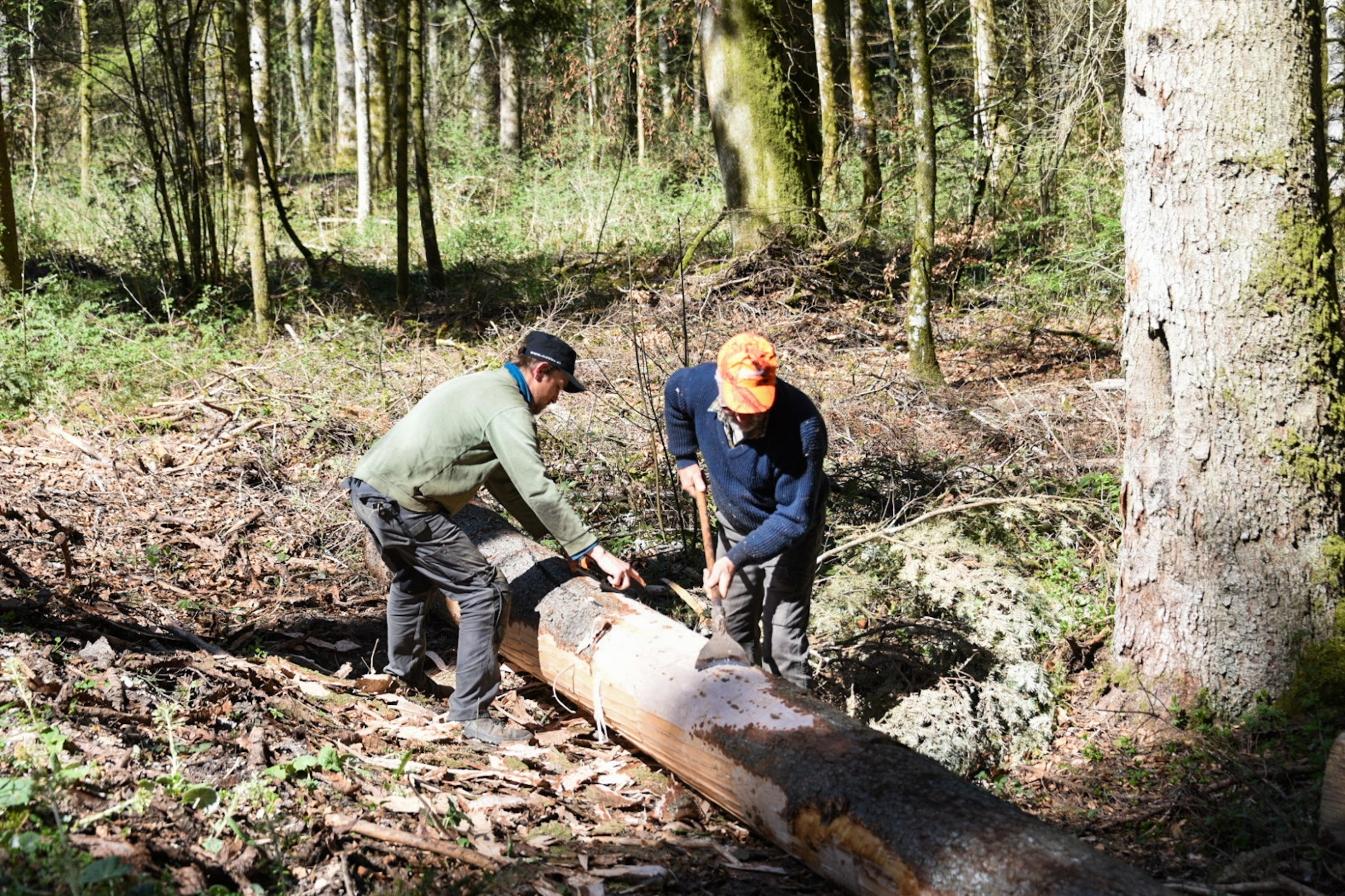Yannick (à gauche) et Gérard Masnada ont prélevé des sangles de bois dans la forêt en dessus de Valangin.