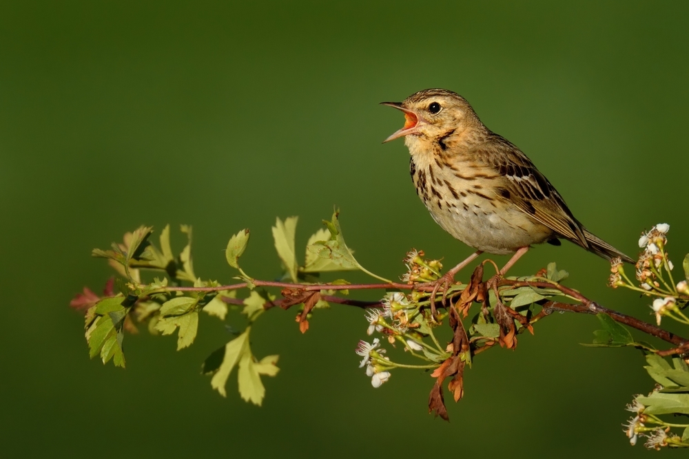 La présence de cet oiseau au chant mélodieux est un indicateur de pâturages de bonne qualité écologique.