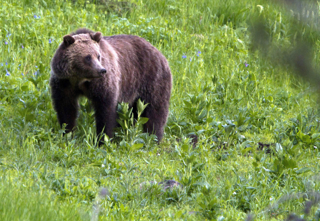 La région du Trentin est habitée par plusieurs dizaines d'ours, qui font parfois des intrusions dans les zones habitées ou s'attaquent à des animaux d'élevage. (illustration)
