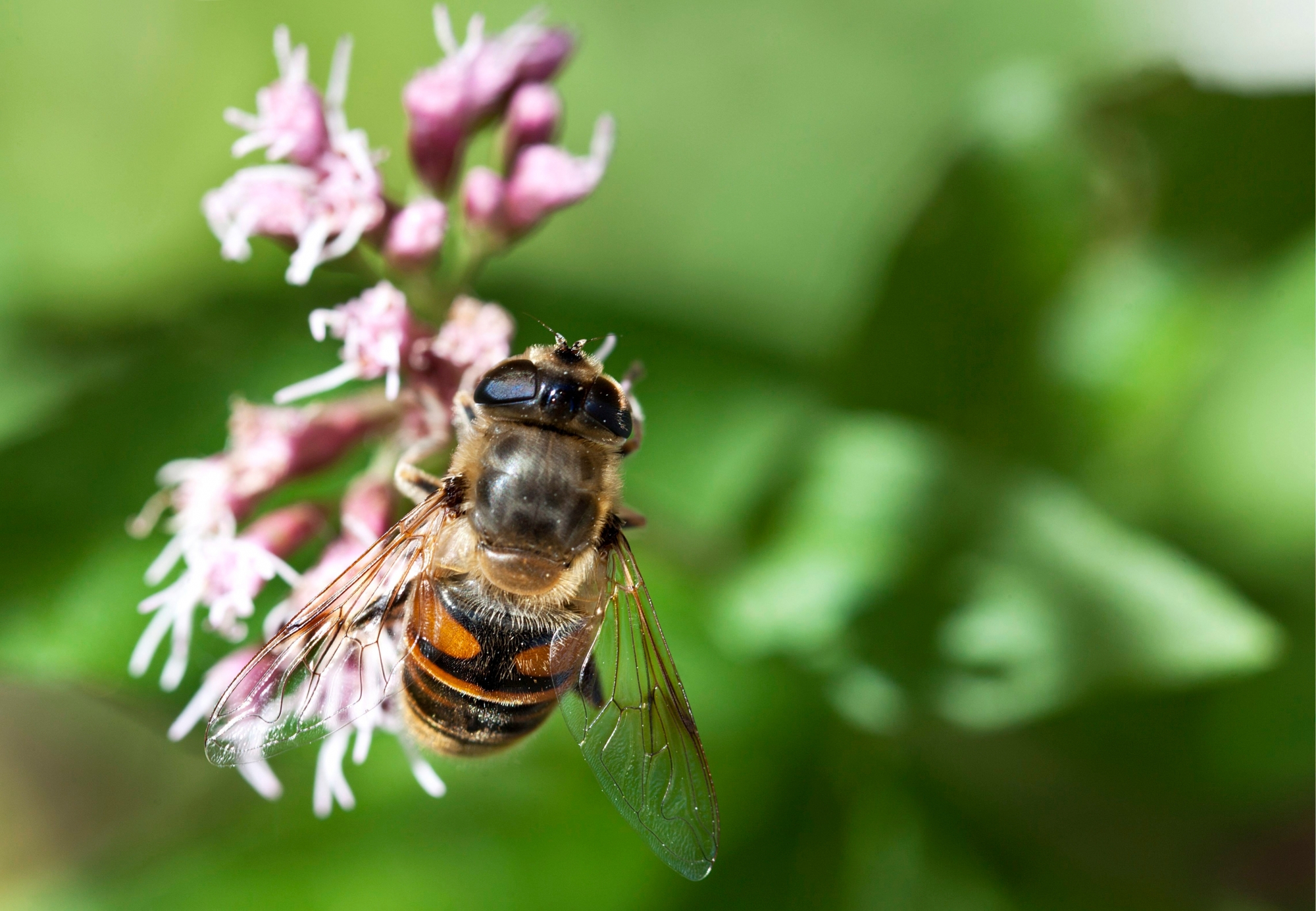 Sans la contribution des abeilles à la pollinisation, l’agriculture ne sera plus à même de nourrir la population.