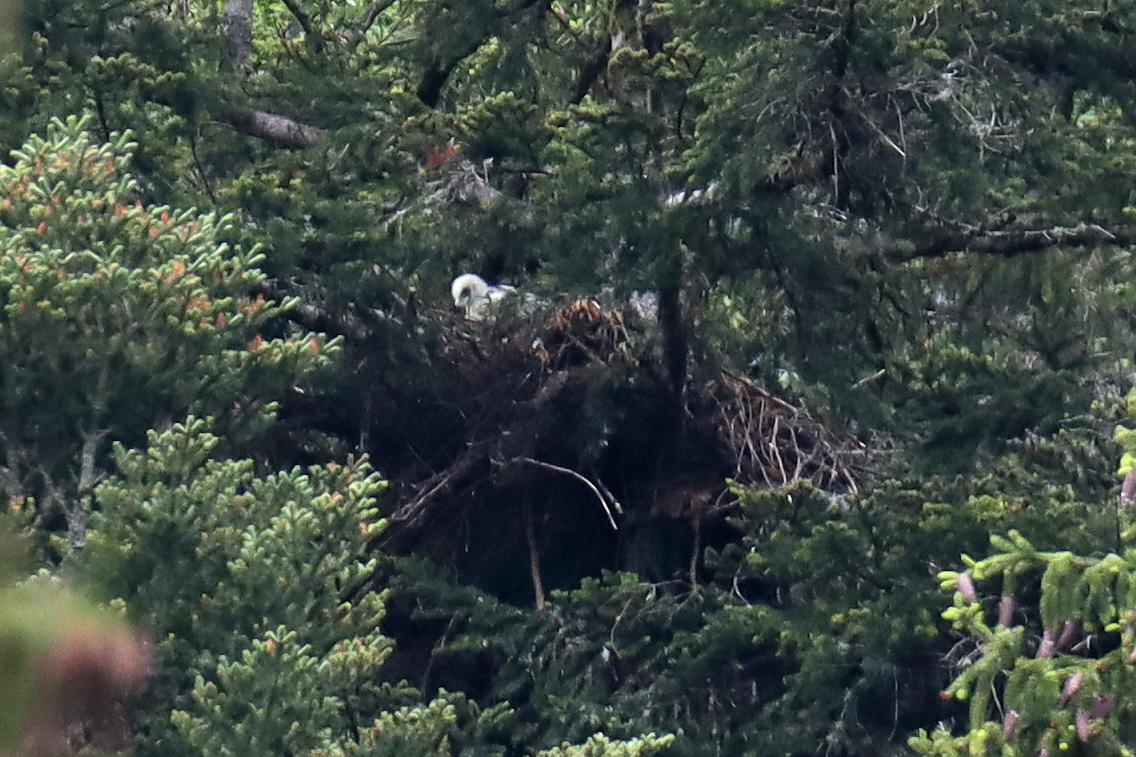 L'aiglon, lors de l'une de ses discrètes apparitions sous l'objectif des biologistes qui suivent la nidification des rapaces vallonniers.