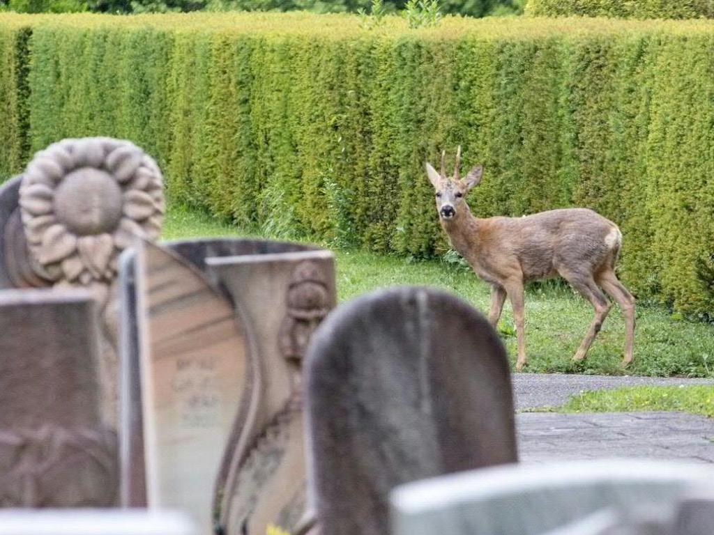 Des chevreuils vivent dans le cimetière du Hörnli depuis son ouverture en 1934.