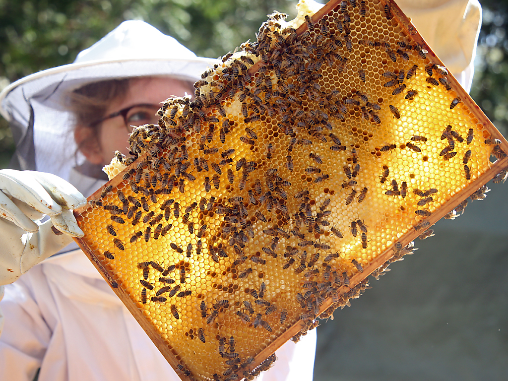 Environ une colonie d'abeilles sur huit n'a pas survécu à l'hiver dernier (archives).