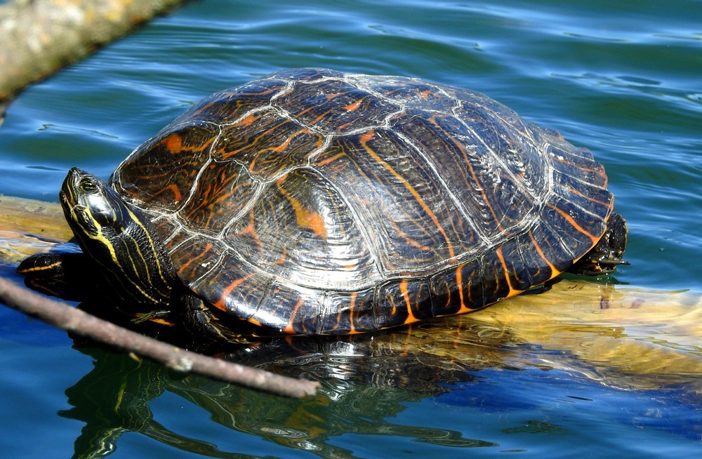 L'existence de cette tortue de Floride est connue du Service de la faune, des forêts et de la nature depuis 2018.
