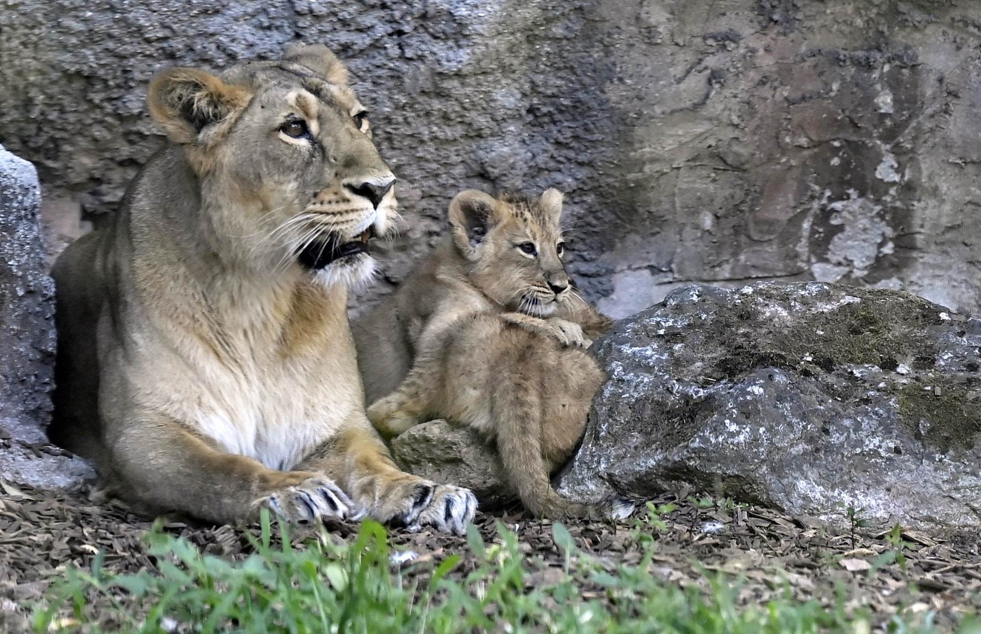 Le Sikypark s'apprête à recevoir une lionne (ici une congénère du zoo de Rome) et deux tigres en provenance d'Allemagne.