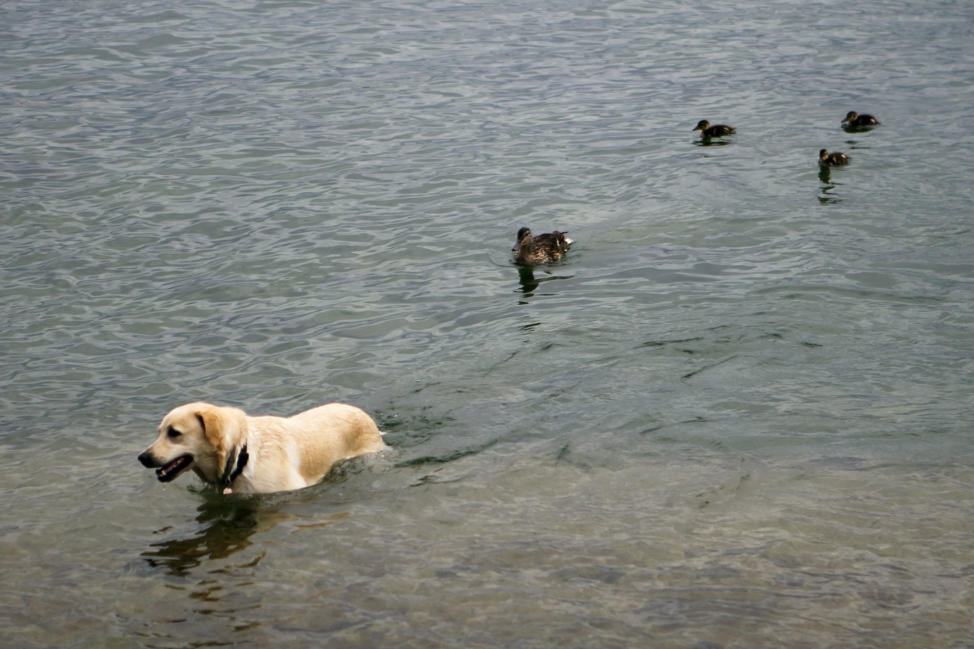Entre Colombier et l'embouchure de l'Areuse, les chiens ne doivent pas se baigner.
