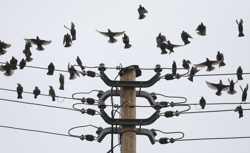 Chaque année, de nombreux oiseaux meurent électrocutés par les installations à haute et moyenne tension (illustration).