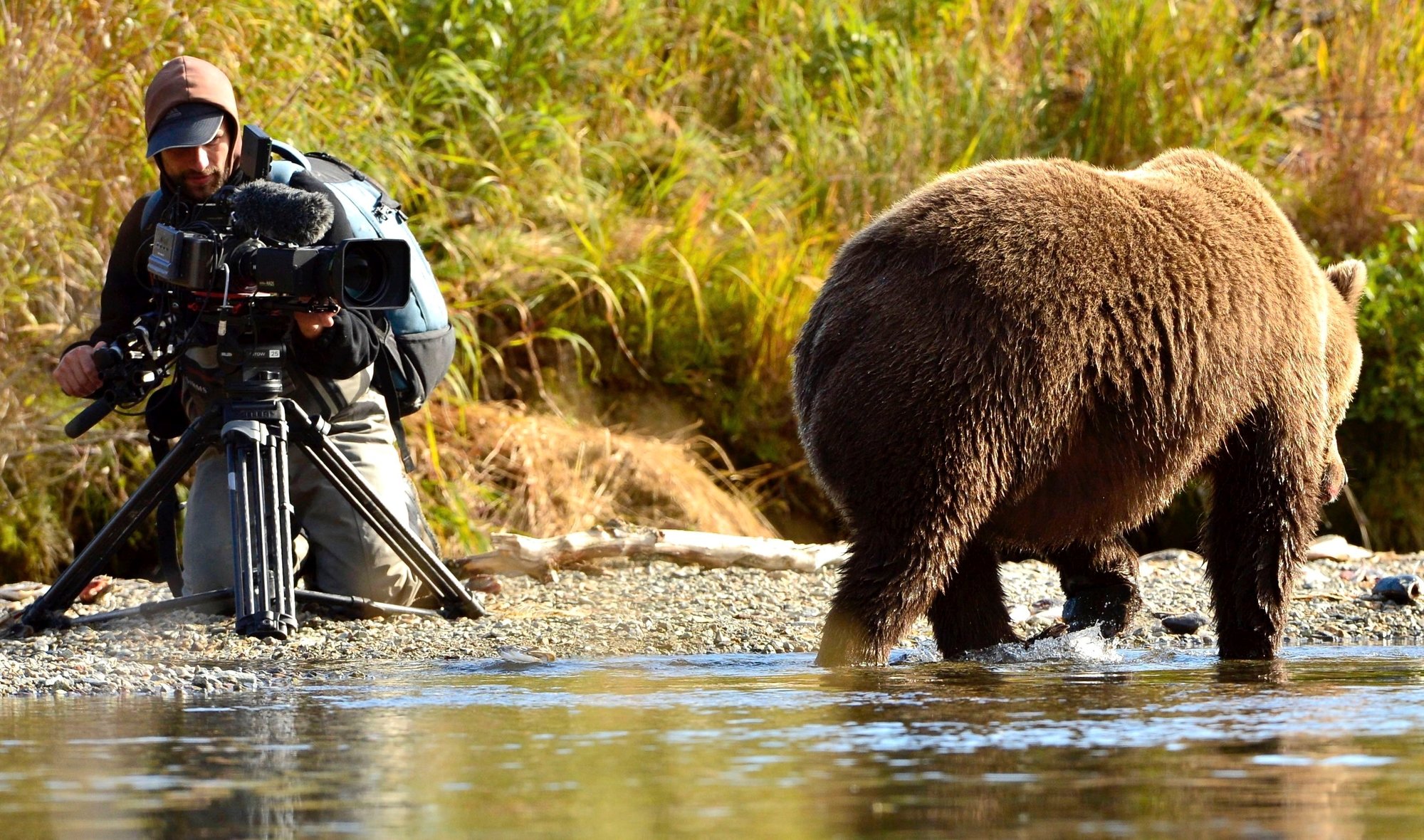 Roman Droux a filmé les ours de près, de très près...