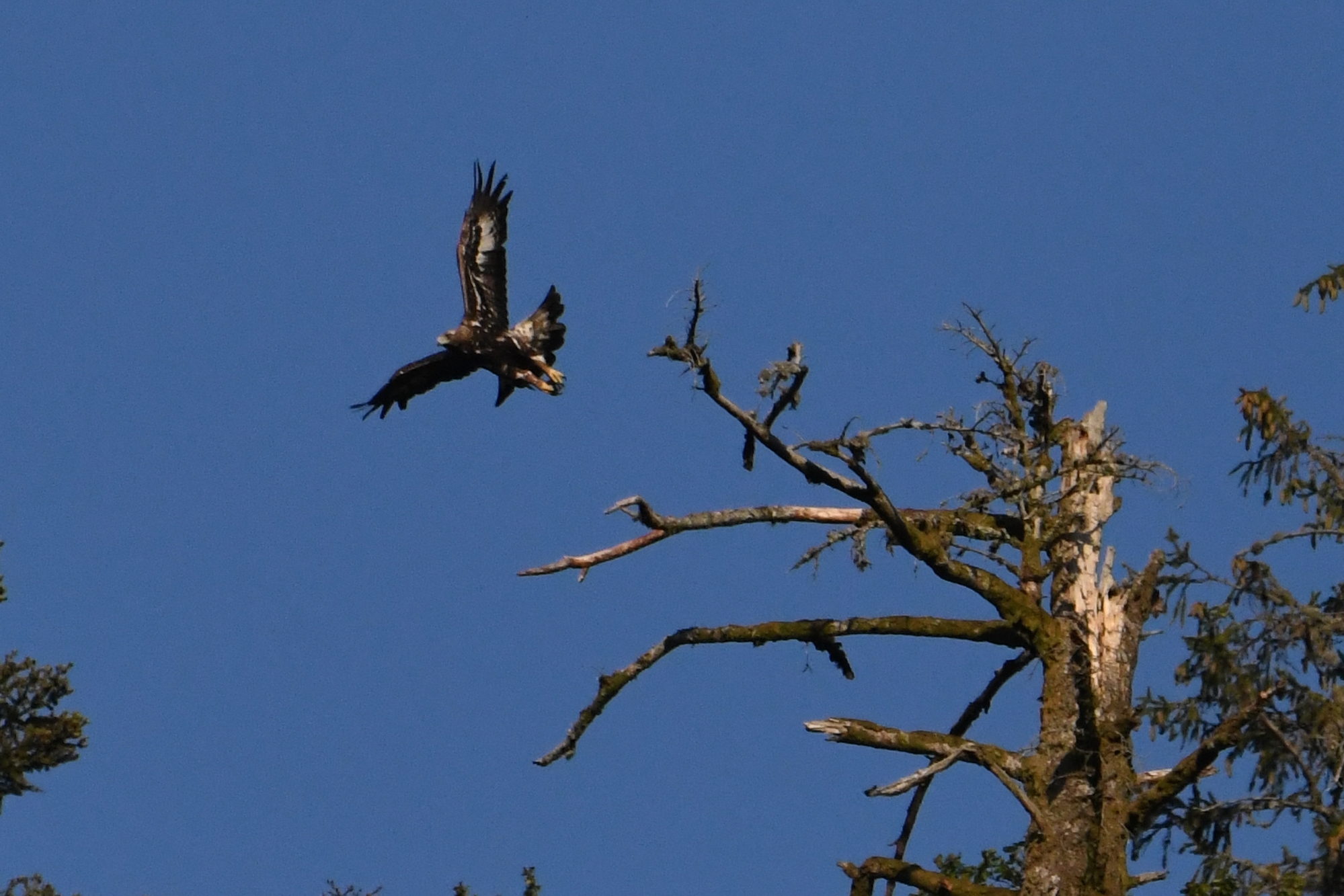 Artémis, photographié(e) près de son nid le 31 juillet dernier.