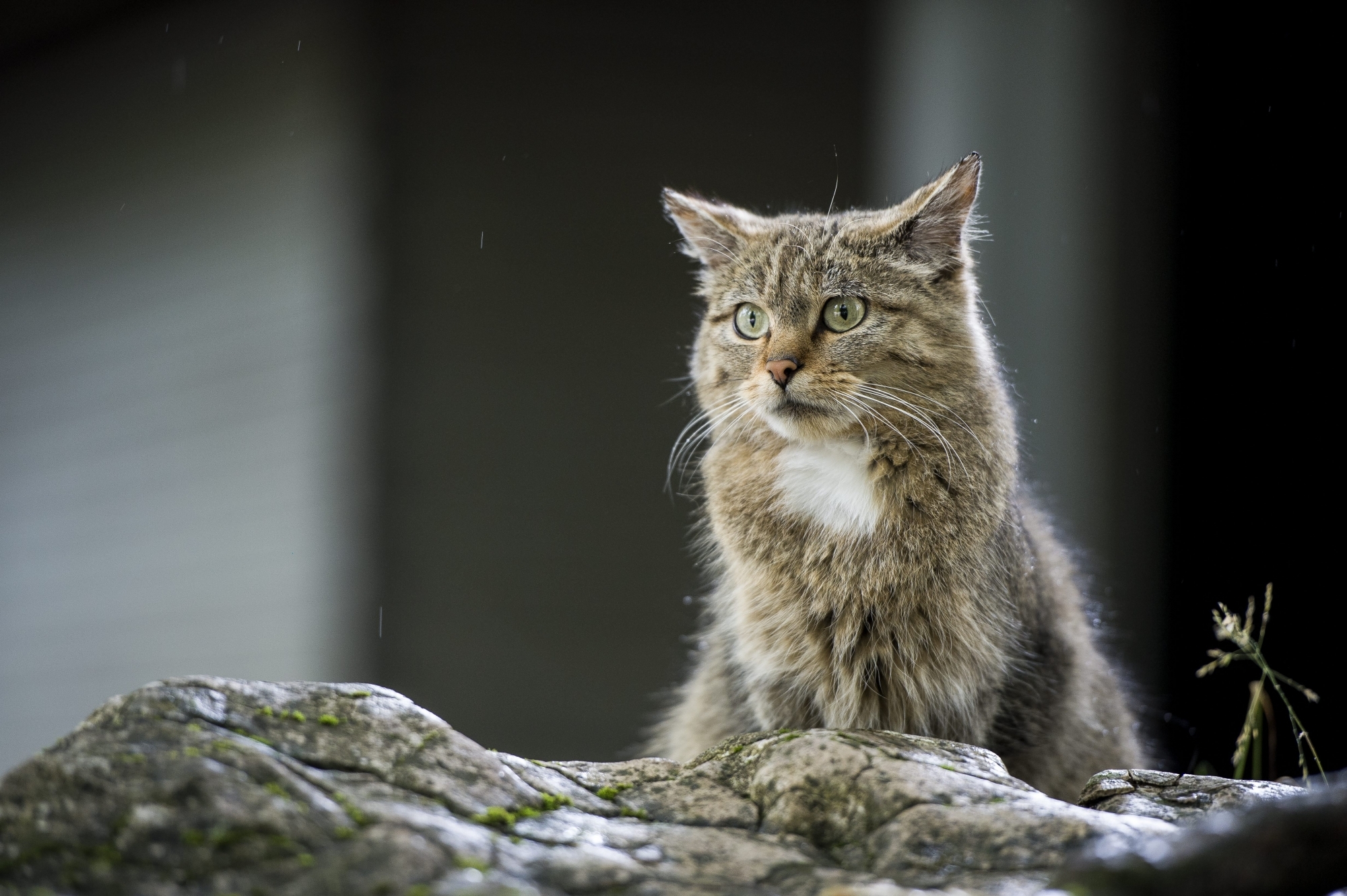 Un chat sauvage aveugle a été accueilli au zoo du Bois du Petit-Chateau, à La Chaux-de-Fonds.