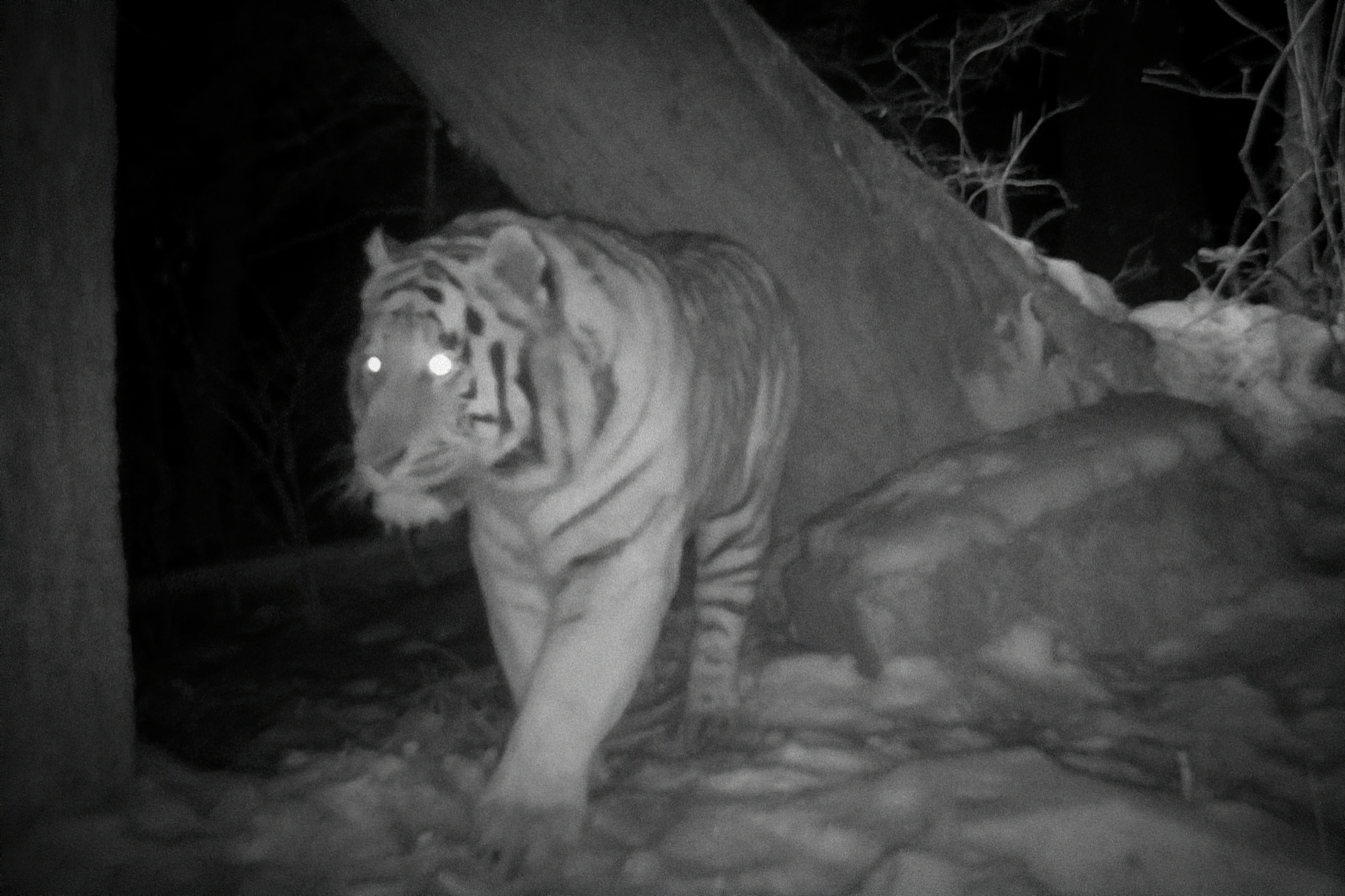 Pour l'instant, le tigre n'a été photographié que grâce à un piège photo. (capture d'écran)
