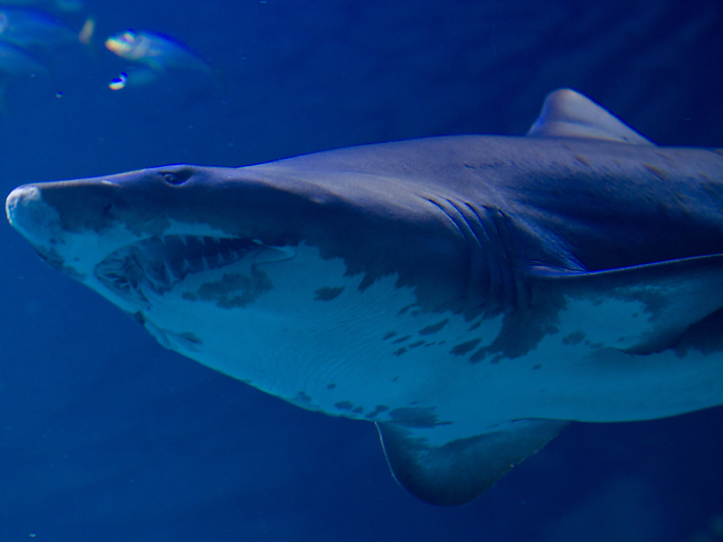 Un jeune surfer a été tué par un requin en Australie (archives).