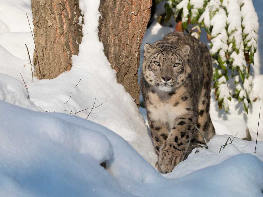 A 17 ans, le léopard des neiges Villy était un des mâles les plus âgés vivant dans un zoo.