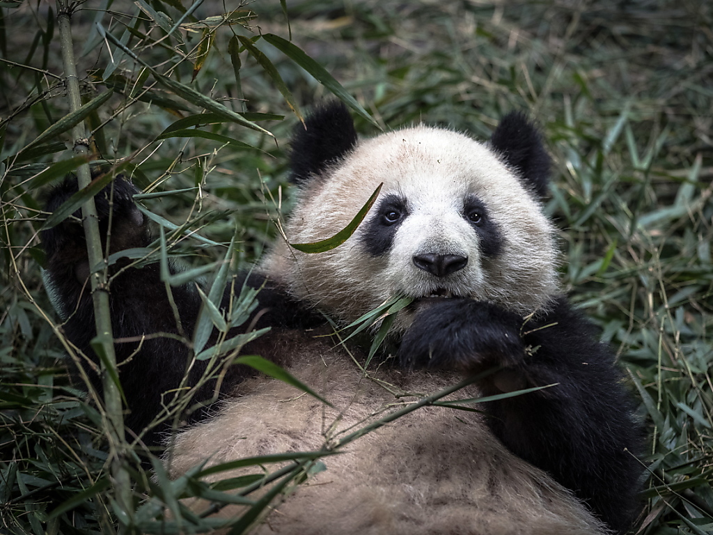 Grâce aux efforts de conservation entrepris par la Chine, comme la plantation de forêts de bambous qui lui offrent nourriture et habitat, le panda géant a quitté en 2016 la catégorie des espèces "en danger" de disparition (archives).
