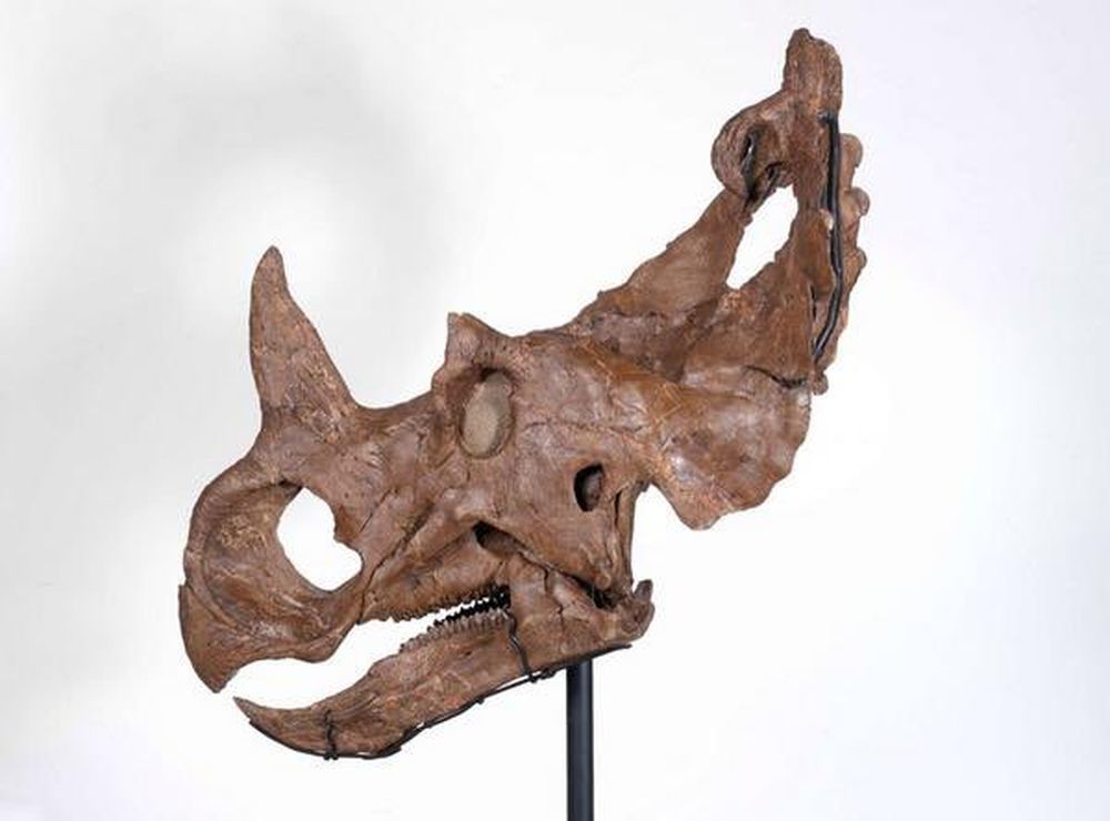 Le fossile du centrosaure a été recueilli dans les années 1970.