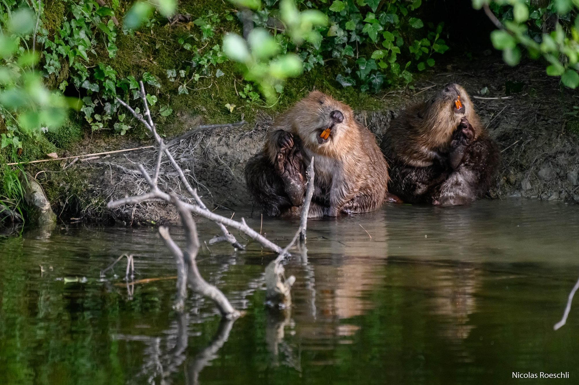 Animaux protégés, les castors pourraient à nouveau être tirés si la révision de la loi sur la chasse était acceptée.