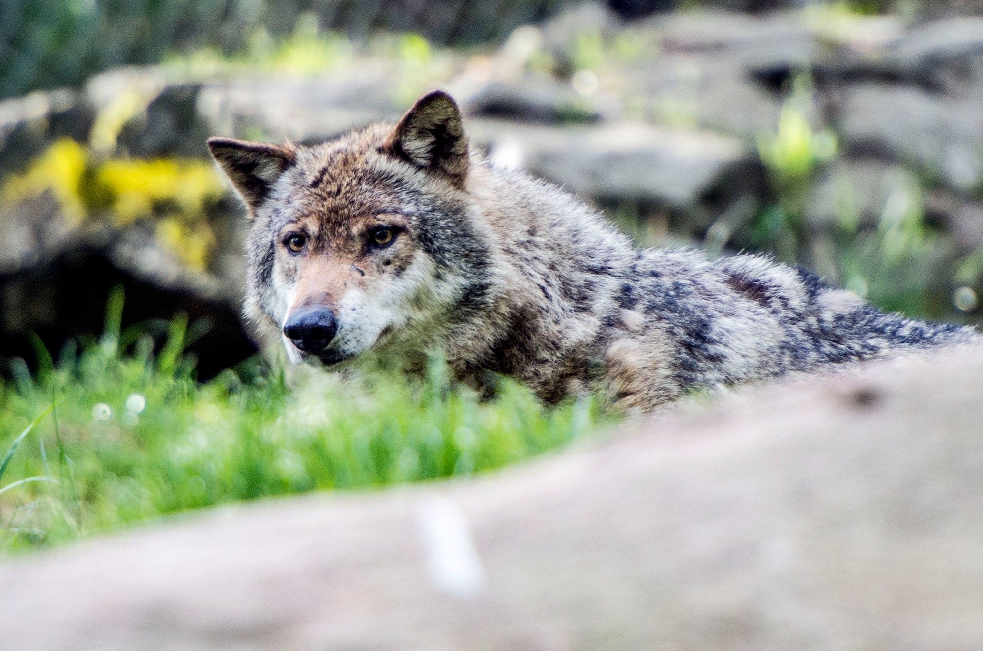 Protégé depuis 10 ans, le canidé sauvage est revenu à pas de loup dès 1995. Sa présence en Suisse a été certifiée en septembre 1995.