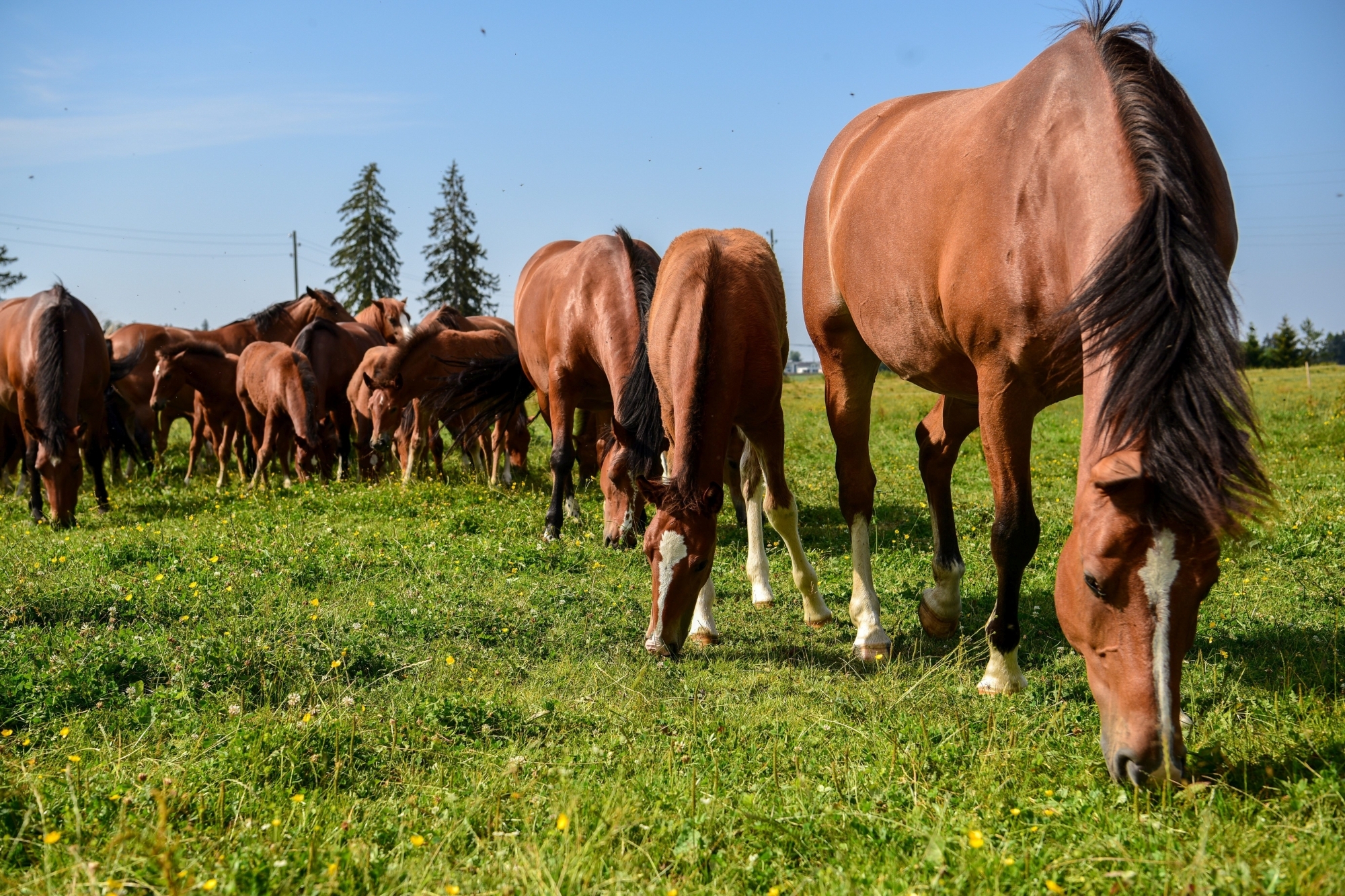 Les chevaux franches-montagnes se sont fait une place sur le marché, en Suisse et à l'étranger.